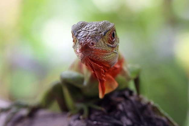 Hermosa cabeza de primer plano de iguana verde en primer plano de animal de madera