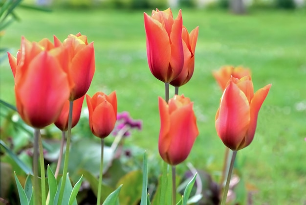 hermosa cabeza de tulipanes rojos floreciendo en un jardín de primavera sobre fondo verde