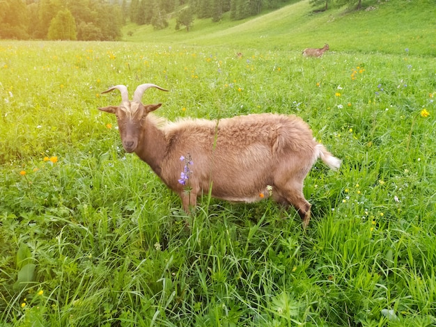 Una hermosa cabra beige, iluminada por el sol, pasta en verano en las montañas de Altai. Foto móvil,