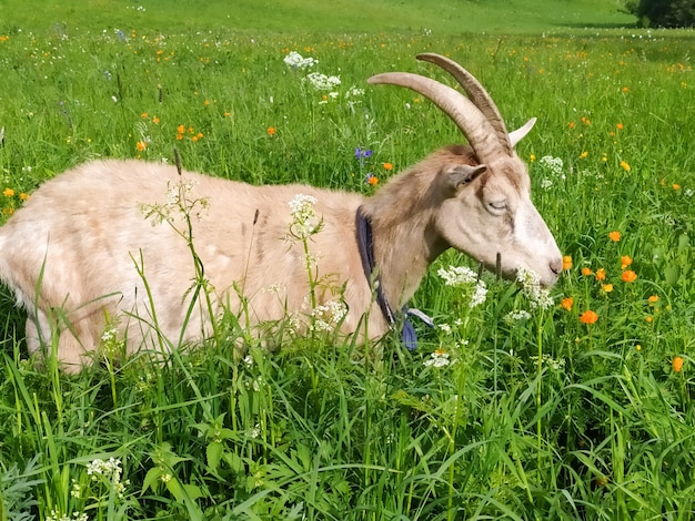 Una hermosa cabra beige pasta en verano en las montañas de Altai. Foto móvil,