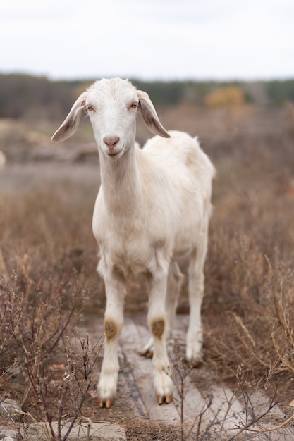 Foto hermosa cabra blanca en el campo