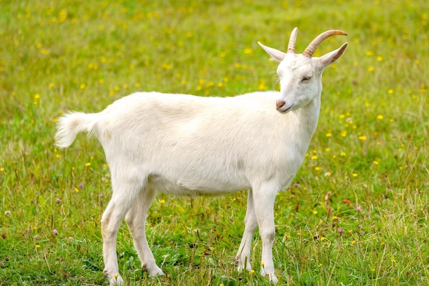 Hermosa cabra blanca mascota casera en la granja