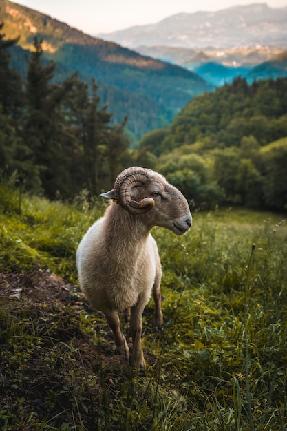 Una hermosa cabra con cuernos en la subida al Monte Adarra en Urnieta, cerca de San Sebastián. Gipuzkoa, País Vasco.