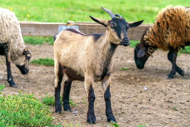 Hermosa cabra marrón Casa mascota en la granja