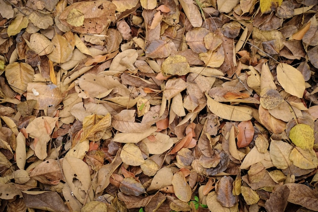 Hermosa caída de hojas secas de color marrón natural y amarillo en la temporada de otoño.