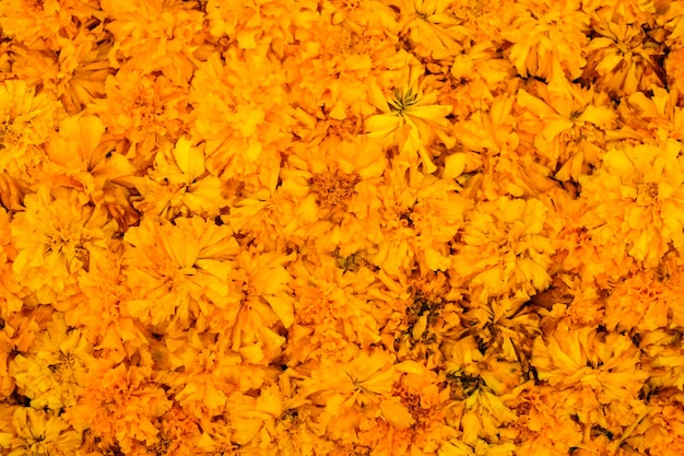 Hermosa caléndula (Calendula officinalis) para el fondo de la flor o textura