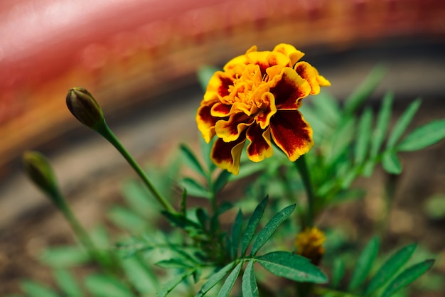 Hermosa caléndula crece entre la vegetación.