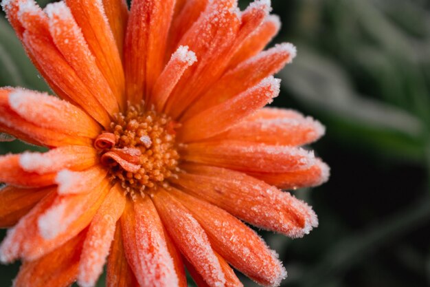 Hermosa caléndula naranja congelada en las primeras heladas de la mañana de invierno en el campo calendula officinalis