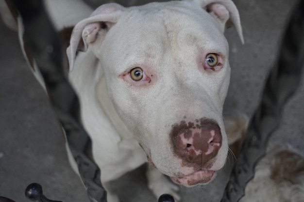 Hermosa cara de perro Amstaff marrón y blanco