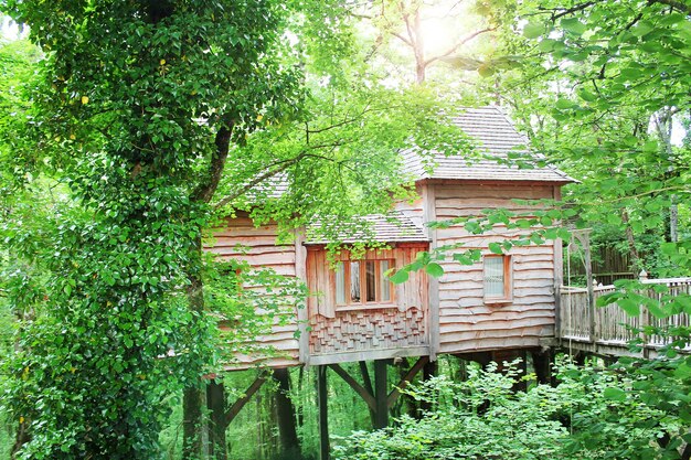 Hermosa casa de madera en la cima del árbol.