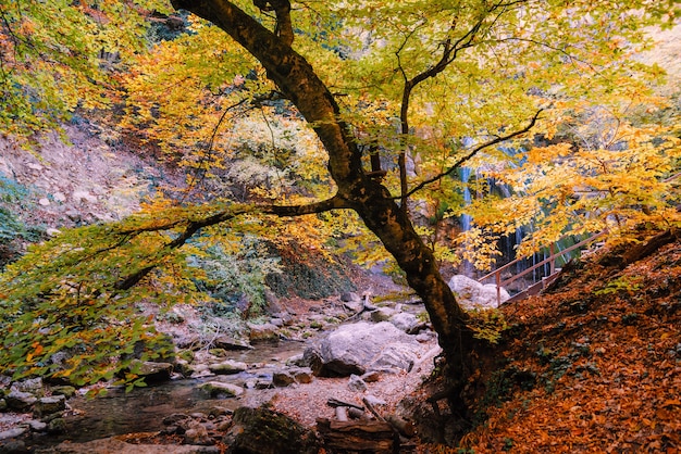 Hermosa cascada en el bosque de otoño en un arroyo de montaña