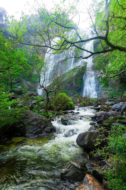 Hermosa cascada en el bosque verde en la selva