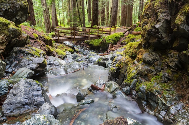 Hermosa cascada en la isla de Vancouver, Canadá