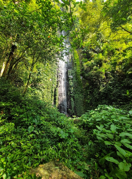 Una hermosa cascada en medio del bosque.