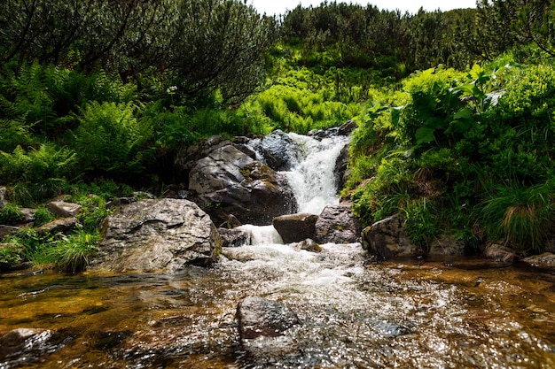 Hermosa cascada de montaña con árboles en el fondo