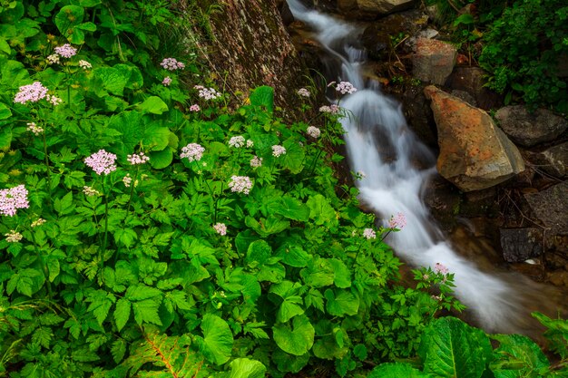 Hermosa cascada de montaña en verano