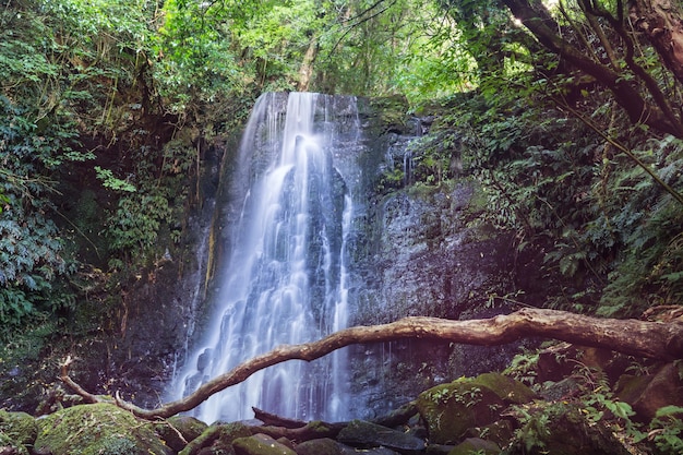 Hermosa cascada en la selva verde, Nueva Zelanda