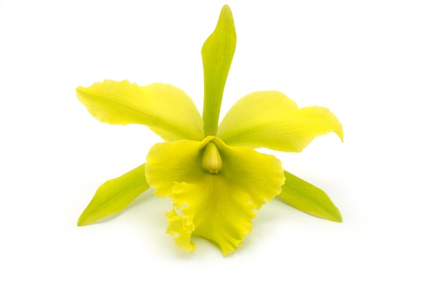 Hermosa cattleya verde sobre fondo blanco. | Foto Premium