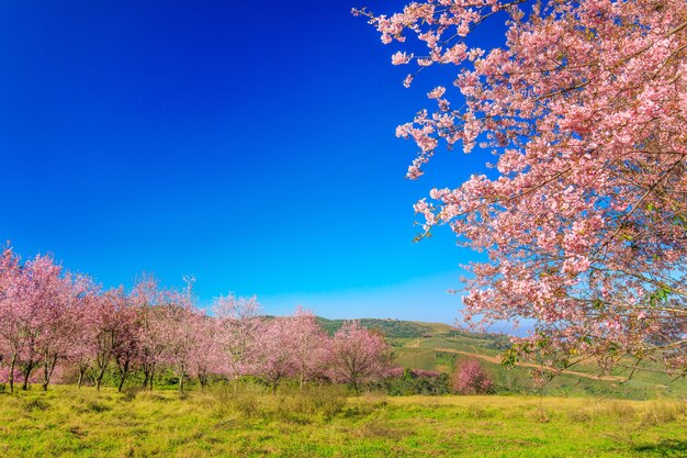 La hermosa cereza salvaje del Himalaya en el prado natural en la montaña en Tailandia.