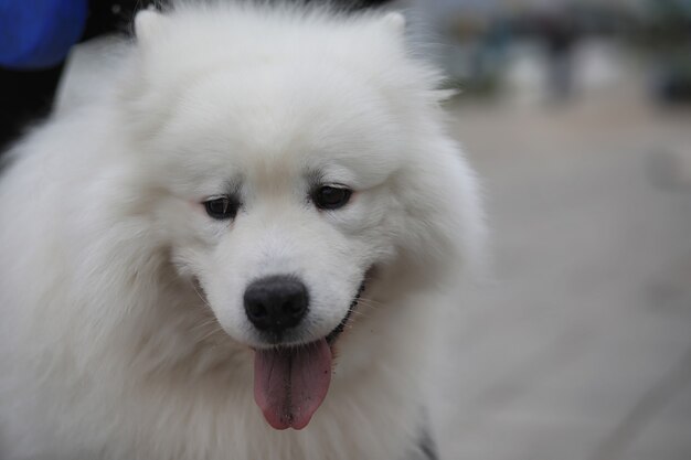 Hermosa chica en un paseo con un hermoso perro mullido Samoyedo