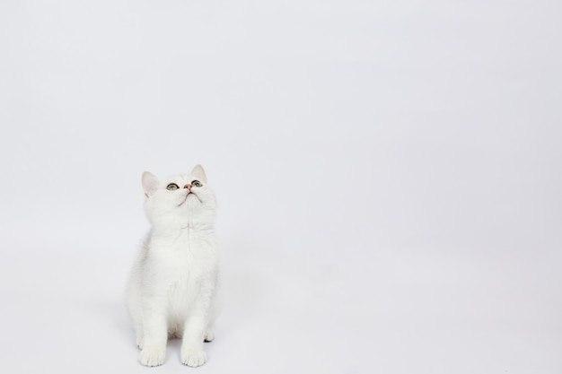 Una hermosa chinchilla británica de gatitos blancos