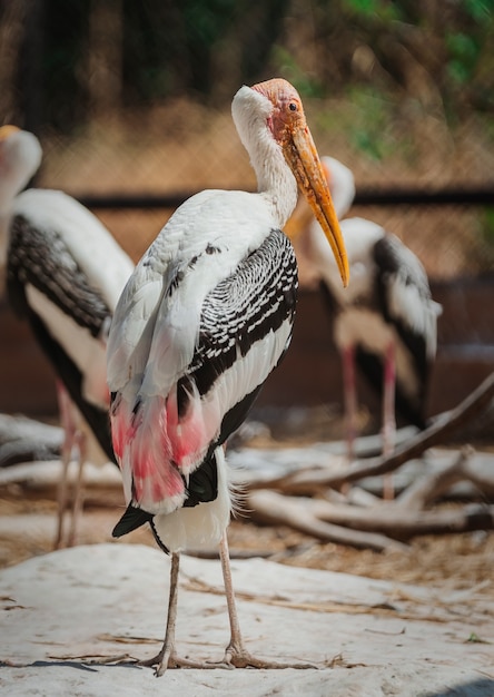 Hermosa cigüeña pintada en el zoológico local.