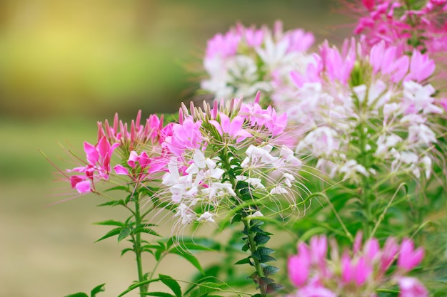 Hermosa Cleome spinosa o flor de araña en el jardín