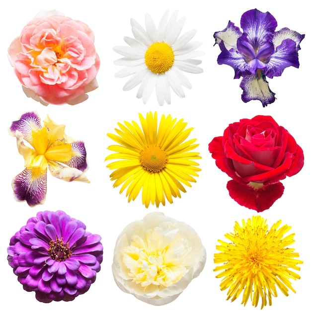 Hermosa colección de flores rosas, margaritas, iris, peonía, diente de león, zinnia aislado sobre fondo blanco. Tarjeta. Pascua de Resurrección. Conjunto de primavera. Endecha plana, vista superior