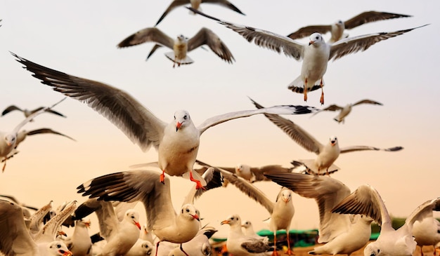 Hermosa colección de pájaros para fondos de pantalla o carteles.