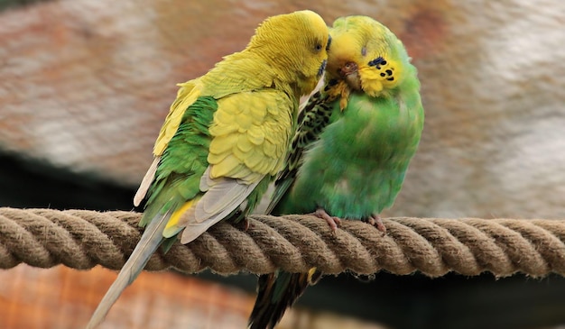 Hermosa colección de pájaros para fondos de pantalla o carteles.