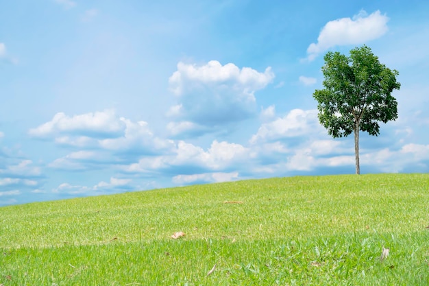 Hermosa colina verde del campo del prado con las nubes blancas y el cielo azul y el árbol