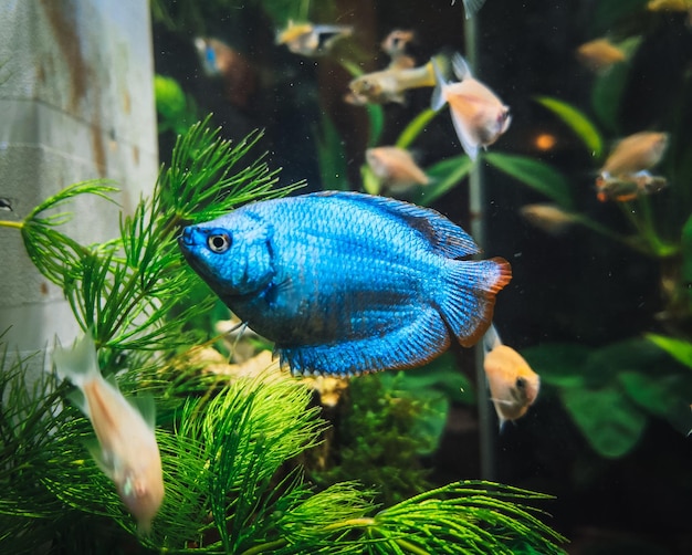 Una hermosa colisa en mi acuario.