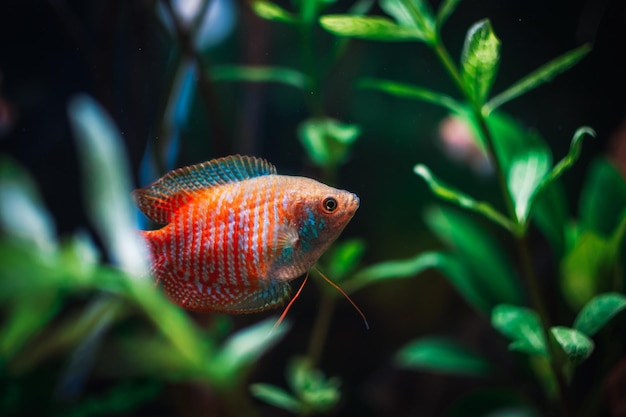 Una hermosa colisa en mi acuario.