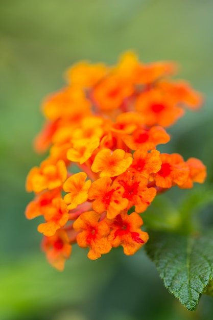 Hermosa y colorida flor de seto, Lantana, Lantana camara Linn