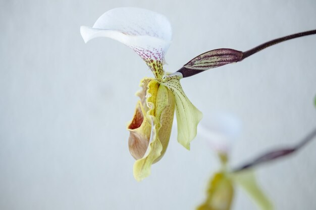 Hermosa y colorida orquídea de zapatos en invierno