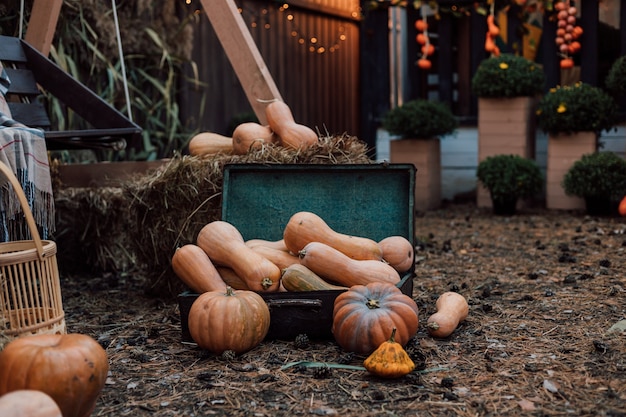 Hermosa composición de calabazas y verduras y flores de otoño en el patio del pueblo