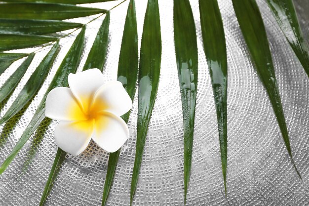 Foto hermosa composición de flor de frangipani en hojas de palma de cerca