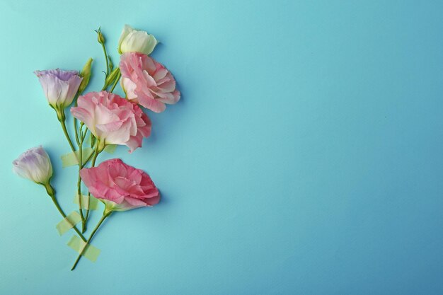 Hermosa composición de flores de eustoma rosa sobre fondo turquesa