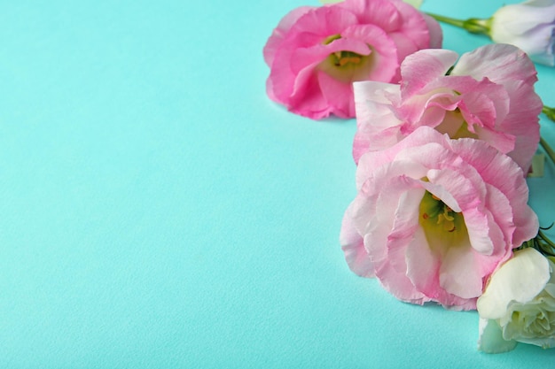 Hermosa composición de flores de eustoma rosa sobre fondo turquesa