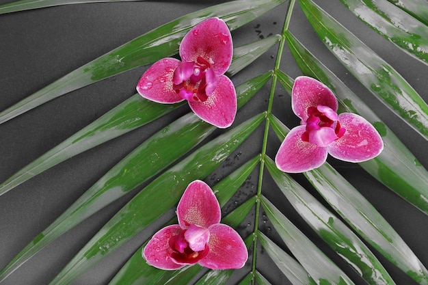 Hermosa composición de orquídea púrpura en hojas de palma de cerca