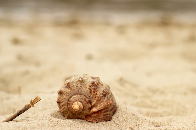 Hermosa concha de caracol, primer plano tumbado en la arena amarilla cerca del mar