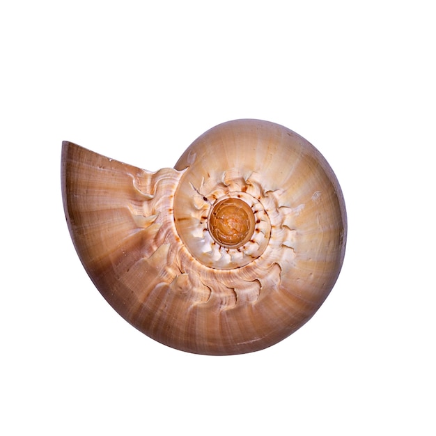 Hermosa concha espiral aislado sobre un fondo blanco.