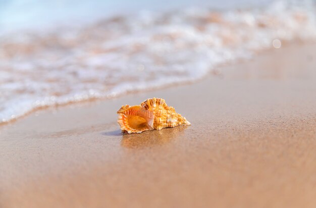 Foto hermosa concha a la orilla del mar