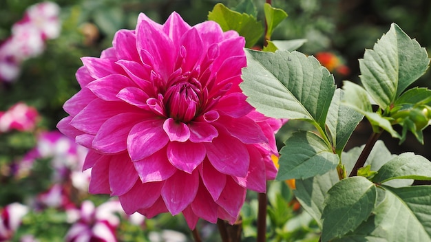 Hermosa dalia en el jardín.