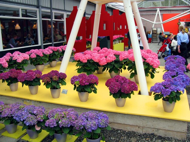 hermosa decoración original de salas de exposiciones. Muchas flores coloridas azules, blancas, rosadas, Holanda