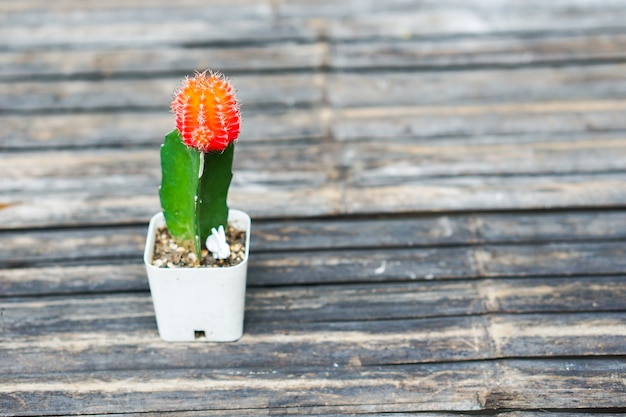 Hermosa decoración pequeña flor de cactus rojo colocado en la vieja mesa de bambú