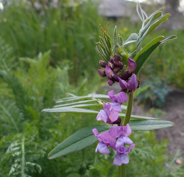 hermosa y delicada flor lila dulce guisante en el jardín de verano temporada de floración jardinería