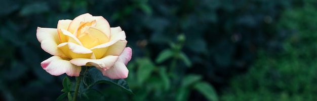 Hermosa y delicada flor rosa amarilla blanca contra un borroso de hojas de color verde oscuro en el jardín.