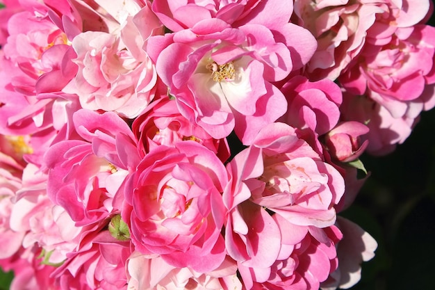 Hermosa delicada primavera flor closeup flores rosas