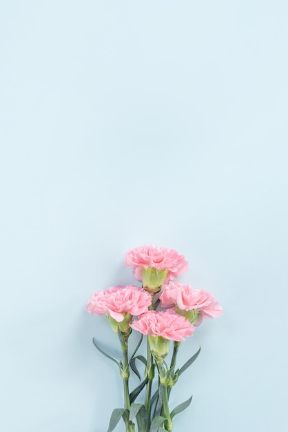 Hermosa y elegante flor de clavel rosa sobre fondo de mesa azul claro brillante, concepto de regalo de flores del Día de la Madre, vista superior, puesta plana, sobrecarga